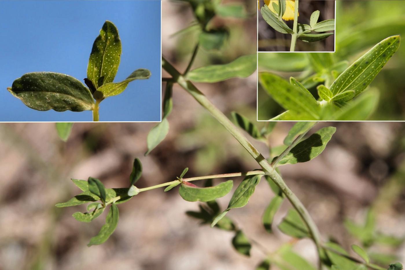 St. John's Wort, Perforate leaf